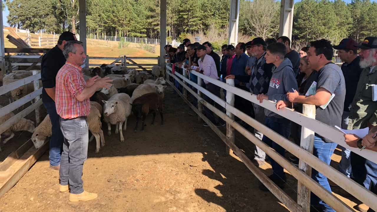 Diretoria da Ovinopar participa de Dia de Campo em Ipiranga