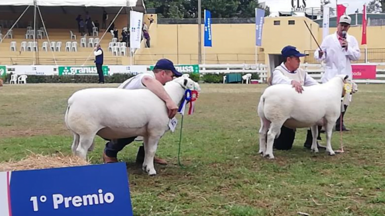 Inspetor Técnico da Ovinopar participa da Exposição Internacional da raça Texel no Paraguai