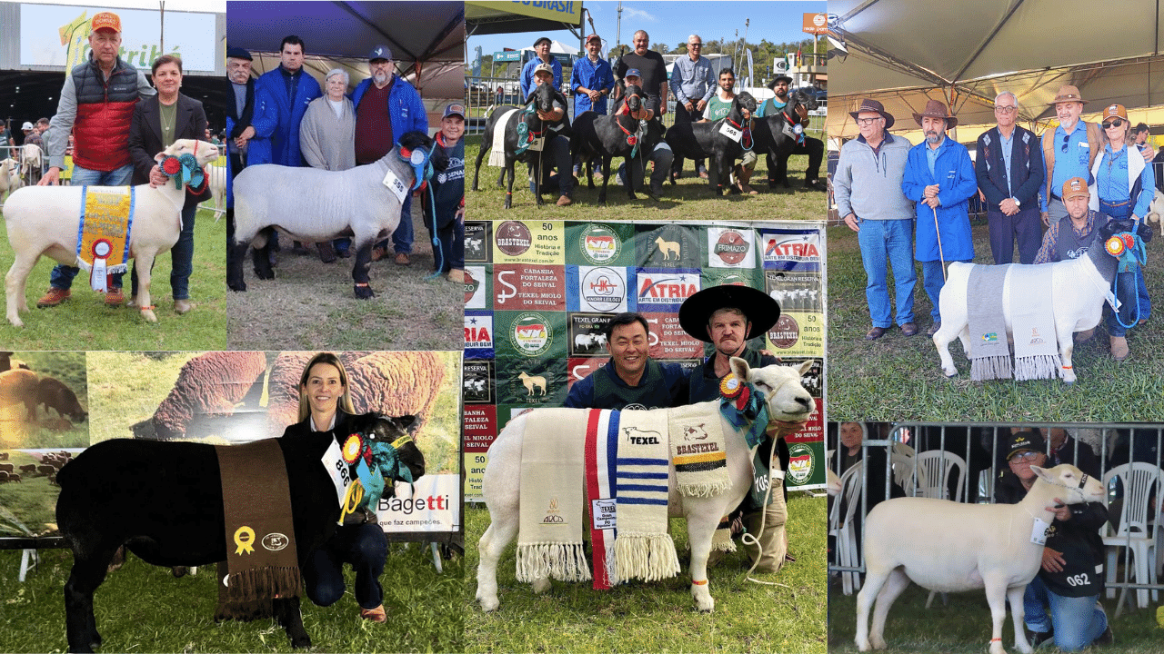 Associados da Ovinopar obtém excelentes resultados durante a 45ª Expointer