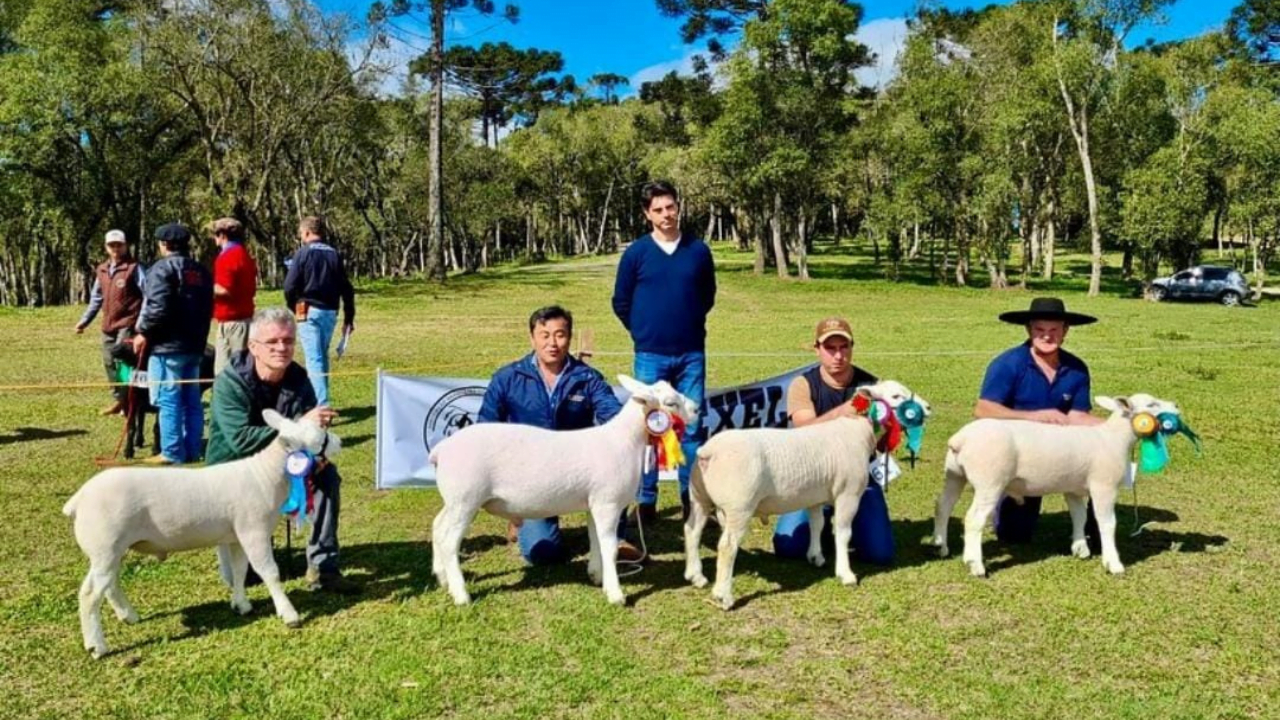 Veja os resultados dos associados da Ovinopar na 1ª Exposição de Ovinos Genética