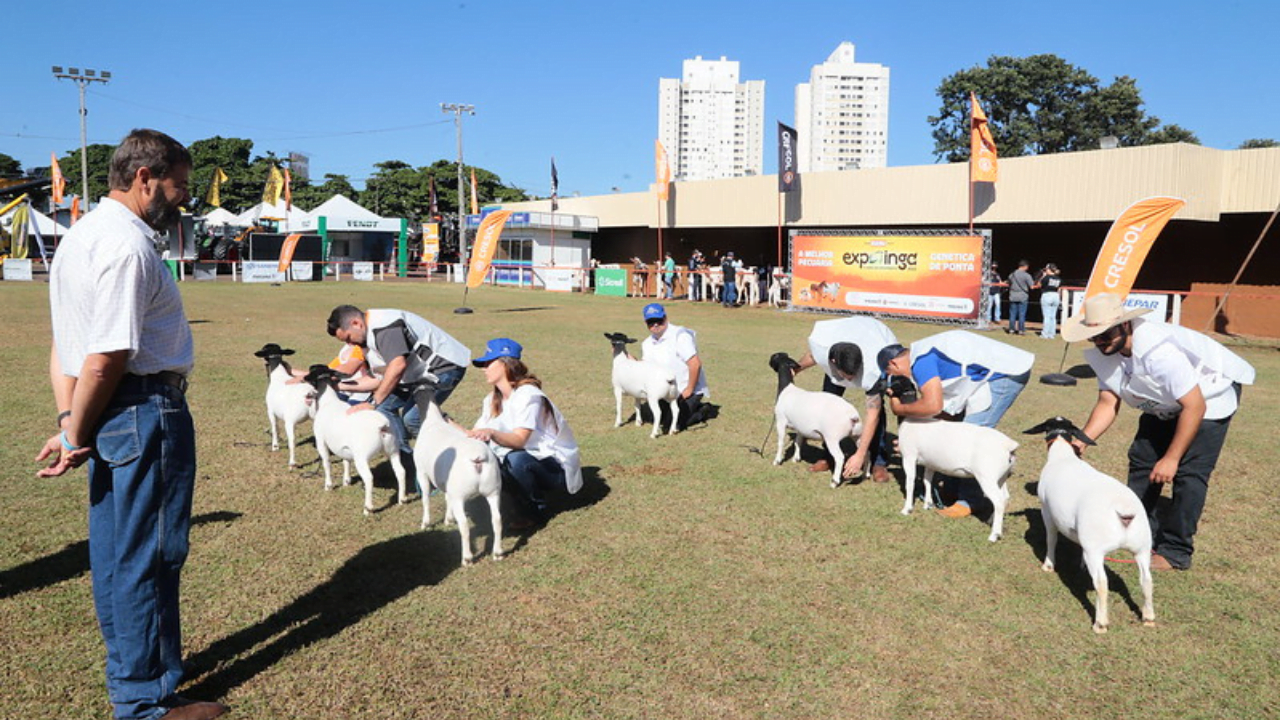 Potencial da ovinocultura paranaense esteve à mostra na Expoingá 2023