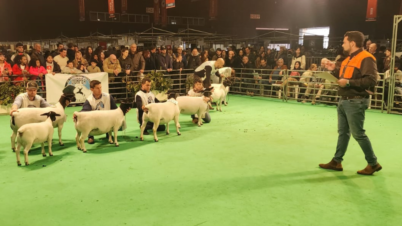 Criador e Médico Veterinário brasileiro é destaque como jurado das raças Dorper e White Dorper em exposição na Argentina