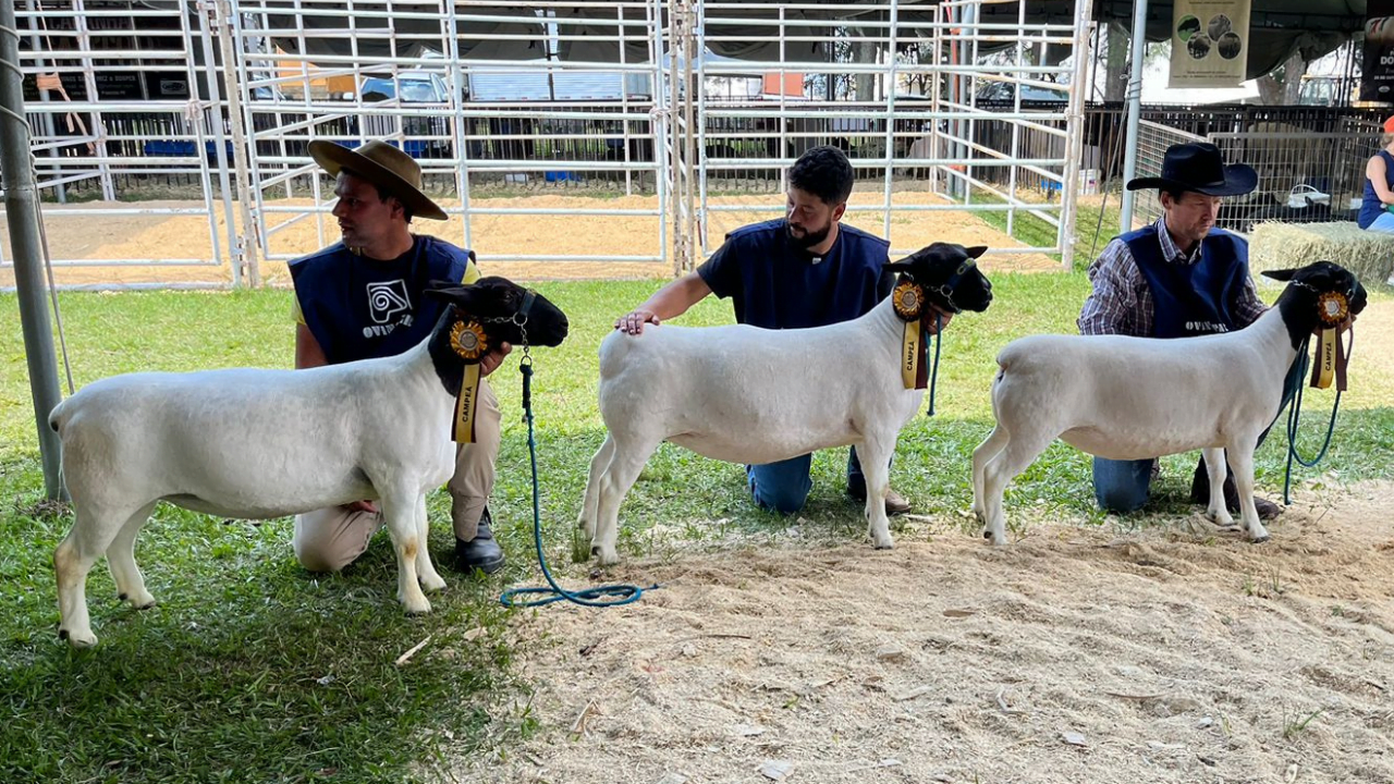 2ª ExpoFazenda destaca o potencial da ovinocultura paranaense