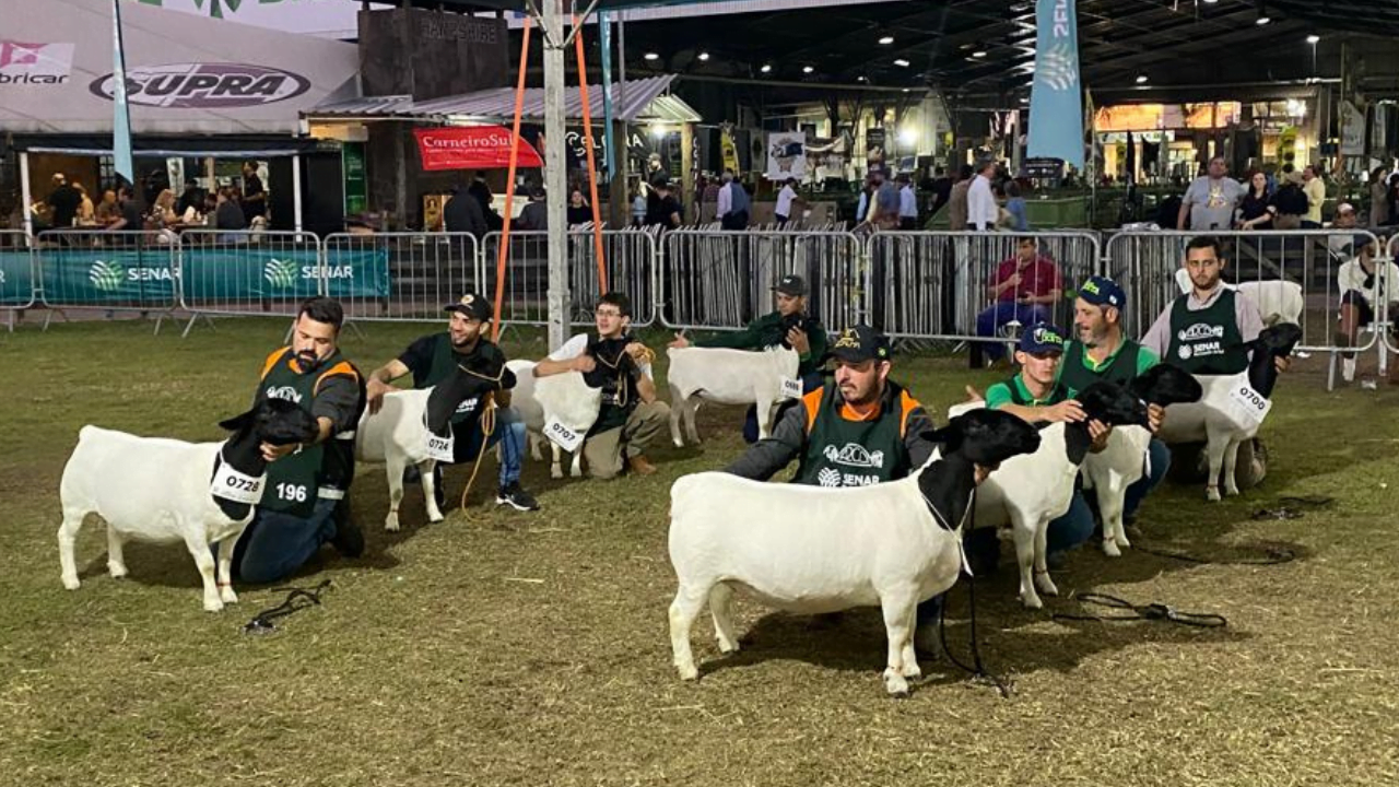 Ovinos do Paraná se destacam na Expointer 2023