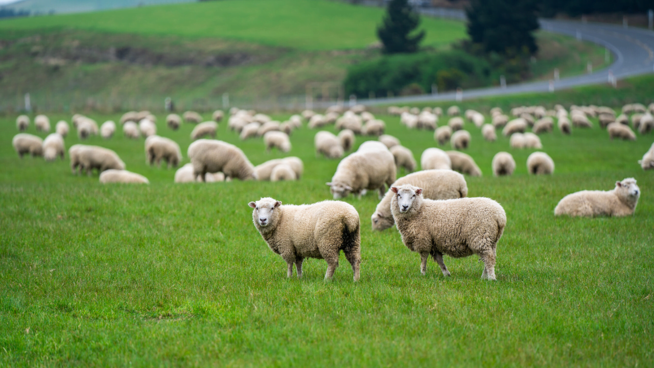 Julgamentos de ovinos é destaque na programação da 36ª edição da Show Rural Coopavel