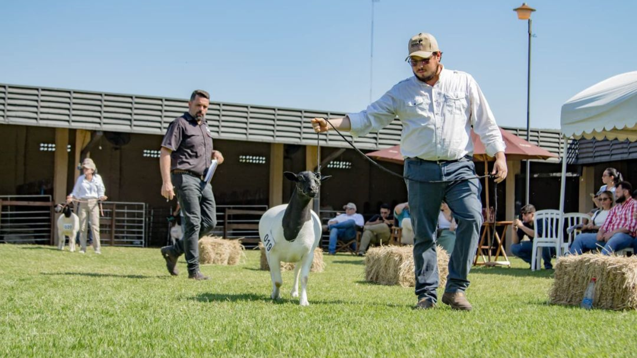 Conselheiro técnico da ABCDorper é jurado na 1ª Expo Nacional Dorper e White Dorper do Paraguai 3